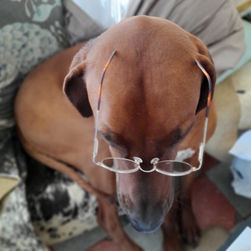 Photo of a dog wearing glasses